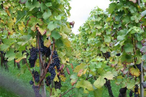 Click on the photo for the original