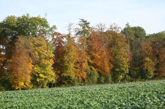 Click on the photo for the original